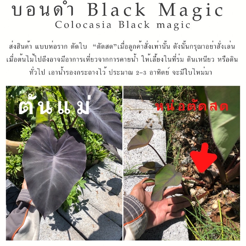 บอนสี ดำ บอนแบล็คเมจิค black magic ( colocasia black magic) ส่งไว ส่งแบบห่อราก ต้นแข้งแรง