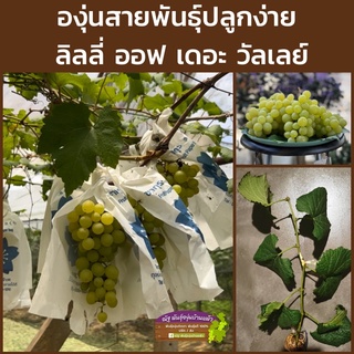 ต้นองุ่นพันธุ์ 💥ลิลลี่💥 ปลูกง่าย ได้ผลดี🌲🍇 กิ่งตอนติดตา