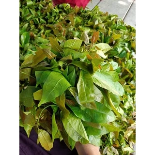 ผักเหลียง ราชินีผักพื้นบ้านของคนใต้