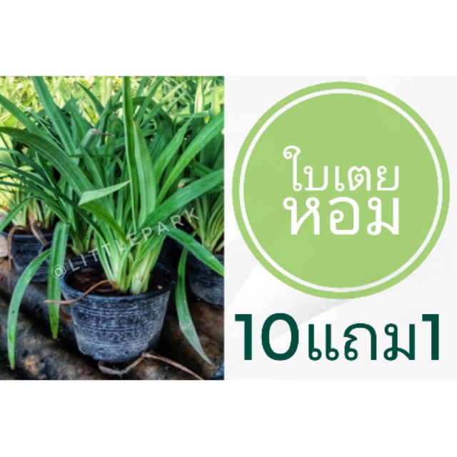 ต้นใบเตยหอม​ ใช้ทำขนม​ น้ำสมุนไพรต่างๆ ต้นไม้สมุนไพร ผักพื้นบ้าน