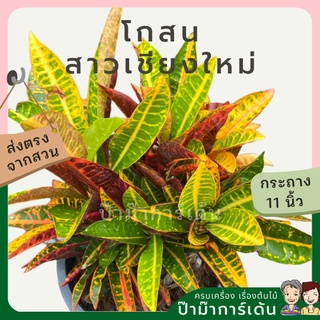 โกสน สาวเชียงใหม่ ส่งพร้อมกระถาง 11 นิ้ว