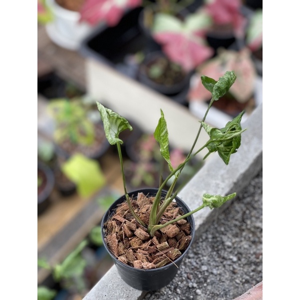 ต้นห่อเงิน Syngonium Godzilla.🐲🪴