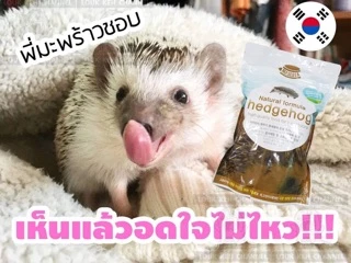 อาหารเม่นแคระ Mascota ของแท้ ของจะหมดแล้ว OH MY GOD😓