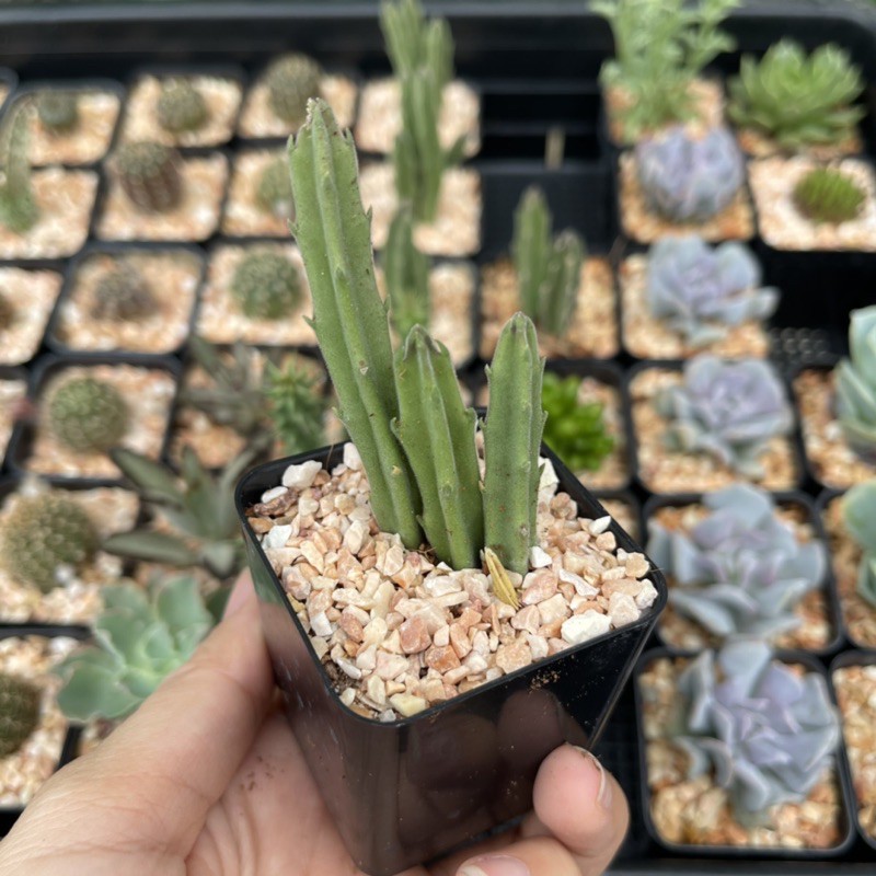 เก๋งจีนดอกลำโพง เก๋งจีนดอกระฆัง จัดส่งทั้งกระถาง - รูปที่ 3