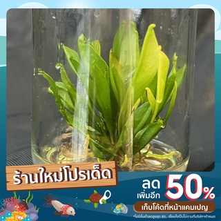 ซาราซีเนีย sarracenia เพาะเลี้ยงเนื้อเยื้อ