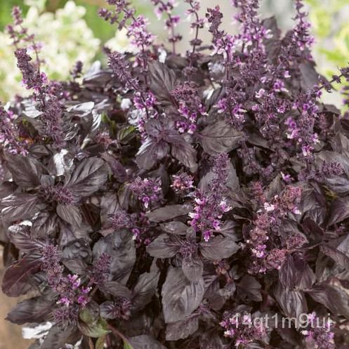 โหระพาRed Rubinถูกที่สุด10บ.เมล็ดพันธุ์โหระพาRed Rubin 15 เมล็ดปลูกครั้งเดียวอยู่ได้เป็นปี กลิ่นหอมส