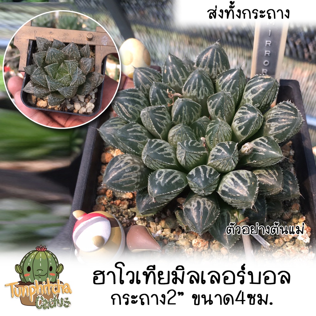 ฮาโวเทีย มิลเลอร์บอล ไม้อวบน้ำ Haworthia Mirror Ball กระถาง2" ขนาด4ซม (ส่งทั้งกระถาง)