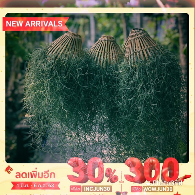 สุ่มไม้ไผ่ใส่เคราฤาษี🌿🌿🍀🌸🌿🌿🌿🌸🌿🌸🌿🌿🌿🌸🌿🌿🌿🌿🌿🌿🌿🌿🌿🌿🌿🌿🌿🌿🌿🌿🌿🌿🌿🌿🌿🌿🌿🌿🌿🌿🌿🌿