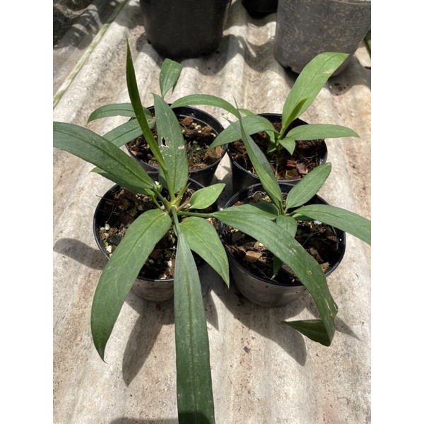 หน้าวัวเนคไท(Anthurium vittarifolium)