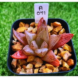 H.comptoniana x cymbiformis ‘Zan-1’ A071