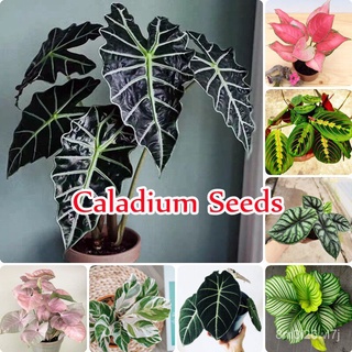 อินทรีย์ ต้น ดอก/100pcs Mixed Colorful Caladium Seeds for Planting Beautiful Flower Seeds ต้นไม้มงคล ต้นไม้ฟอ DDMJ