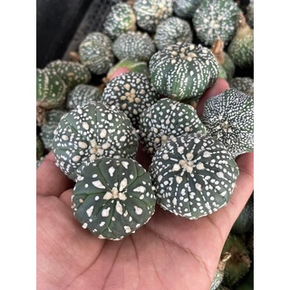 แอสโตร Super kabuto ลูกV-type  แคคตัส แอสโตรไฟตัม  Astrophytum  ราคาเบาๆ