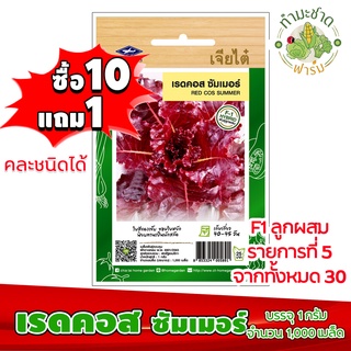 (ซื้อ10แถม1) เมล็ดพันธุ์ เรดคอส ซัมเมอร์ Red cos summer ประมาณ 1,000เมล็ด เจียไต๋ เมล็ดพันธุ์พืช เมล็ดพันธุ์ผัก เมล็ดผัก