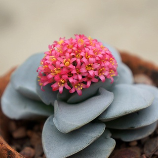 Crassula Morgans Beauty (คลาสซูล่ามอแกนบิวตี้)