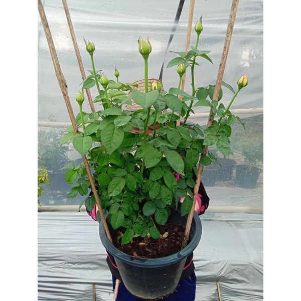 Juliet Rose กุหลาบสีพีททรงถ้วยกลิ่นหอมต้นสวยพุ่มหนาใหญ่ - รูปที่ 2