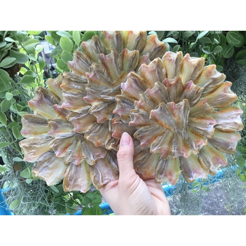 ☘️ปลากระดี่ ปลากระดี่ตากแห้ง 100% ( 1 วง )  ปลาแห้ง ปลาวง ปลาน้ำจืด ปลากระดี่วง - รูปที่ 3