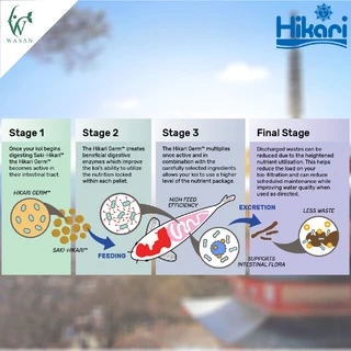 อาหารปลาฮิคาริ Saki-Hikari ซากิฮิคาริ (เร่งสี/เร่งโต) เม็ดจม ไซส์ S. แบ่งขาย 1 กิโลกรัม