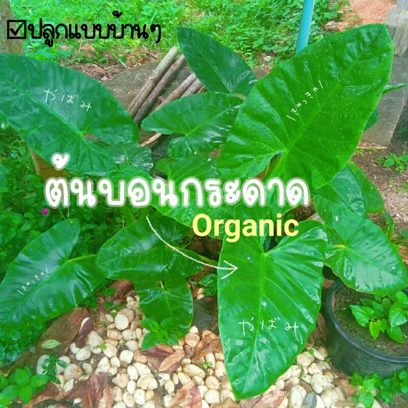 บอนกระดาด ต้นบอนกระดาด บอนเขียว ต้นอ้อ ต้นกระดาด