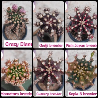 ไม้กราฟ Sepia B,  Momotaro, Pink Japan,  Gusrary,  Crazy Diamond, Godji 8/11/21 สวยๆ ตอยาวประมาณ 7-12นิ้ว ส่ง