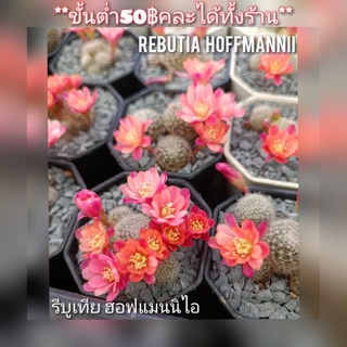 หน่อเด็ดสด🔥10แถม1 Rebutia Hoffmannii รีบูเทีย ฮอฟแมนนิไอ ฮอฟแมนนิอาย ดอกชมพู โอรส โอล์โรส