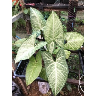 syngonium white butterfly ไม้มงคลตระกูลเงินไหลมา