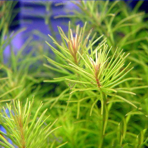 ต้นไม้น้ำ โรทาล่านานเจนเซ่น/ใบเข็ม ROTALA NANJENSHAN