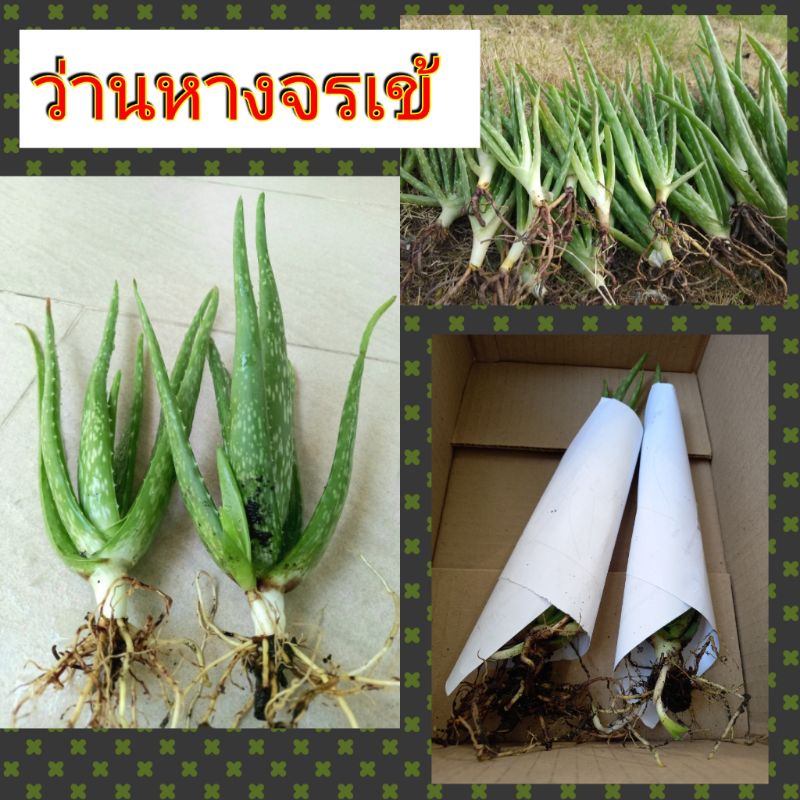 ต้นว่านหางจรเข้ สมุนไพรสารพัดประโยชน์ ปลูกแบบอินทรีย์ ไร้สารเคมี
