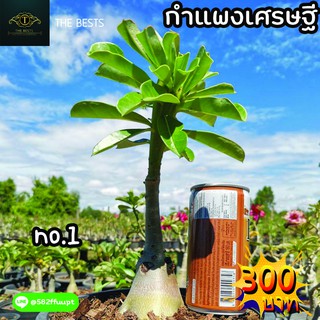 🌿ต้นชวนชม กำแพงเศรษฐี ถอนส่ง 🌱🌎ราคาถูก🌎