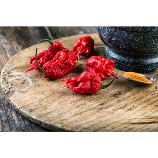 20 เมล็ด เมล็ดพริก สายพันธุ์ CAROLINA REAPER พริกเผ็ดที่สุดในโลก  Strawberry seeds