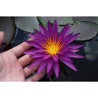 100 เมล็ด เมล็ดบัว สีม่วง นำเข้า บัวนอก สายพันธุ์เมล็ดบัว Waterlily Nymphaea Seeds