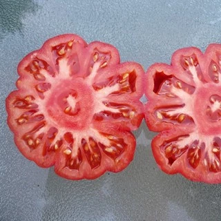 เมล็ดพันธุ์ มะเขือเทศ คอสโตลูโต Costoluto Genovese Tomato Seed 20 เมล็ด คุณภาพดี ของแท้ 100%