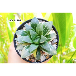 ไม้อวบน้ำ ฮาโวเทีย ด่าง (Haworthia asperula variegated) ไม้อวบน้ํากุหลาบหิน บ า