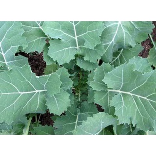 เมล็ด ผักคะน้าเคลไซบีเรียน - Siberian Dwarf Kale