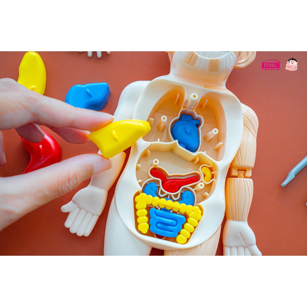 หนังสือร่างกายมนุษย์ พร้อมโมเดลร่างกายมนุษย์ 👀+การ์ด!! 💪โมเดลอวัยวะ🦵ของเล่นแนววิทยาศาสตร์ 🧠Human Body Model 👀Anatomy - รูปที่ 4