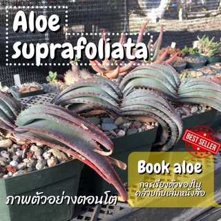 Aloe suprafoliata ไม้เพาะเมล็ด #Aloesuprafoliata #อะโลเวร่า