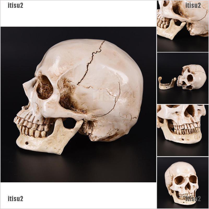 Itisu2 Human Skull Replica Resin Model Anatomical Medical Life Size Skeleton Fashion Hot Shopee Thailand