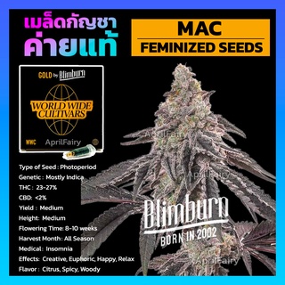 MAC FEMINIZED เมล็ดพันธุ์กัญชา นอก โฟโต้ เพศเมีย เมล็ดค่าย Blimburnseeds แบ่งขาย รับประกัน ตรงปก 💯%