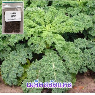 เมล็ดพันธุ์ ผักเคลใบหยิก คะน้าใบหยิก 100 เมล็ด [10 แถม 1 คละได้]