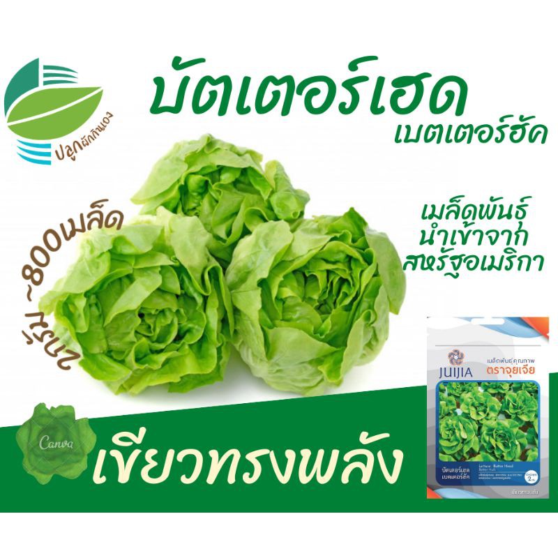 ผักกาดหอม :  บัตเตอร์เฮด (Lettuce​ Butter Head)​  ผักสลัด