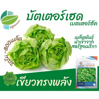 ผักกาดหอม :  บัตเตอร์เฮด (Lettuce​ Butter Head)​  ผักสลัด