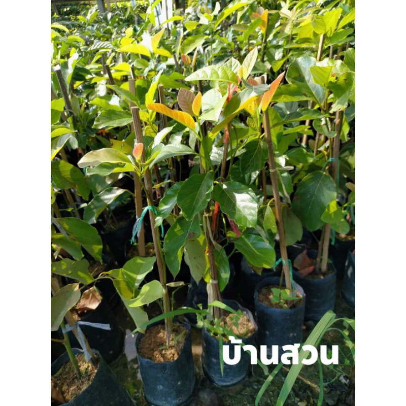 ต้นแมงดา ต้นปักชำ สูง 70-90 ซม.