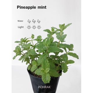 ต้นพายแอปเปิ้ลมิ้น Pineapple mint กระถาง 4 นิ้ว