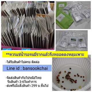 Red Mizuna มิซูน่าสีแดง เมล็ดพันธุ์ พืชผักสวนครัว 50 seeds พร้อมคำแนะนำการเพาะเมล็ดสวน/เมล็ดพืช/​​กระโปรง/บ้านและสวน/ดอก