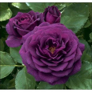 25เมล็ด เมล็ดกุหลาบ อังกฤษ พันธุ์เลื้อย สีม่วง กุหลาบหนู Rose seeds