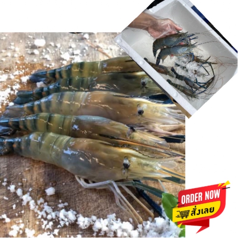 The Sea's กุ้งแม่น้ำใหญ่ไซส์ 12-14ตัว/โล(กุ้งสด/กุ้งกร้ามกาม/[น้อคน้ำแข็งใส่โฟมอย่างดี]: เดอะซีไทยแลนด์กุ้งแม่น้ำสด