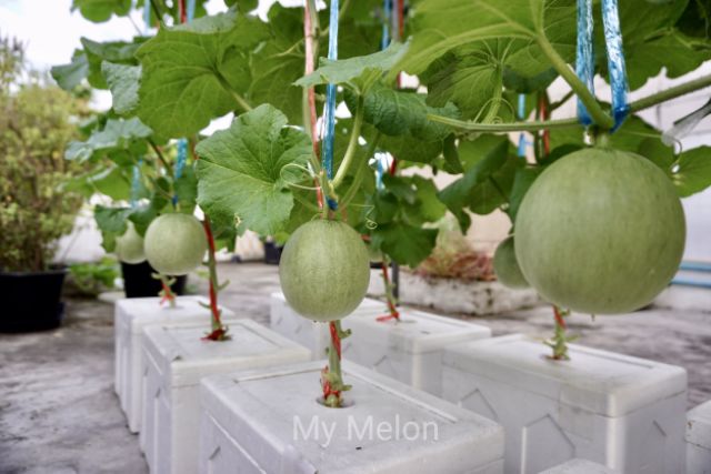 ถ้วยปลูกพืชผักขนาดใหญ่ไฮโดรโปนิกส์​ (สำหรับฟองน้ำ)​ 25ใบ​ ใช้ปลูกเมล่อน แตกโม แตงกวา - รูปที่ 5