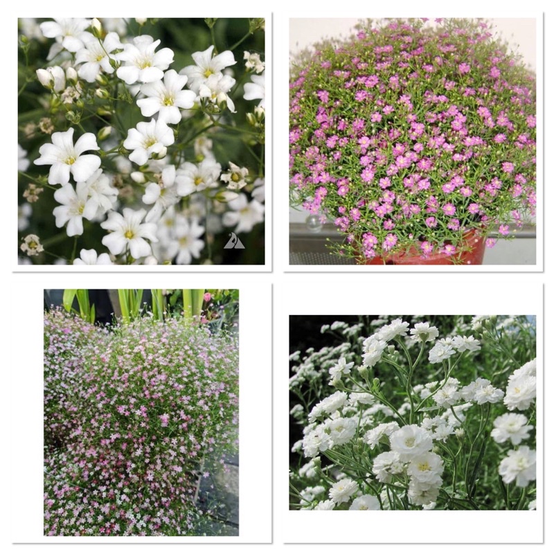 เมล็ดพันธุ์ ยิปโซฟิลล่า ( Gypsophila Seed )มี 4 ชนิดให้เลือก บรรจุ 30 เมล็ด ของแท้100%