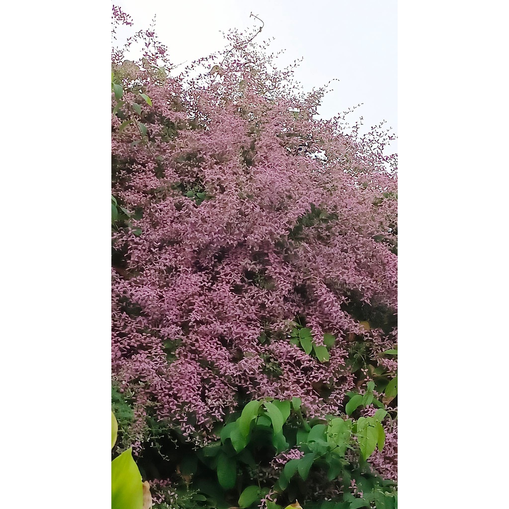 พวงประดิษฐ์ เครือออน กระถาง 11 นิ้ว ต้นสูง 80-90 ซม. ต้นสวย (กทม)