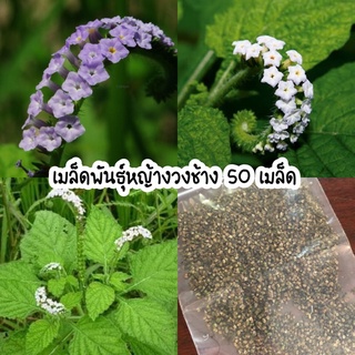 เมล็ดพันธุ์หญ้างวงช้าง สมุนไพรไทย 50 เมล็ด