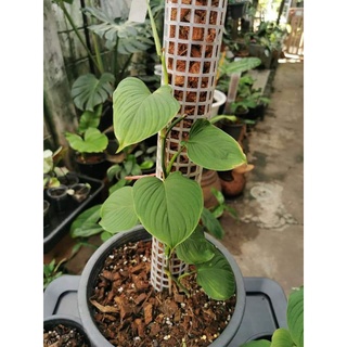 Philodendron fibraecataphyllum ฟิ​โลเด​นด​รอน​เปรู